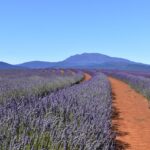 Marseille, Campos de Lavanda