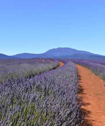 Marseille, Campos de Lavanda