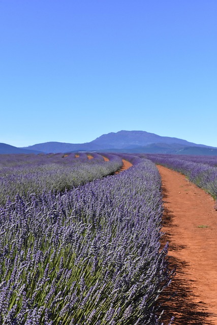 Marseille, Campos de Lavanda