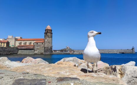 Visitar Collioure