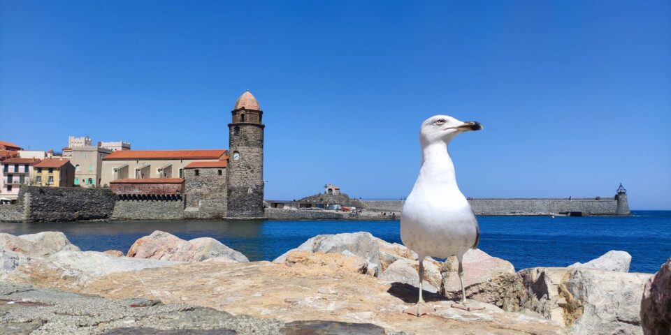 Visitar Collioure