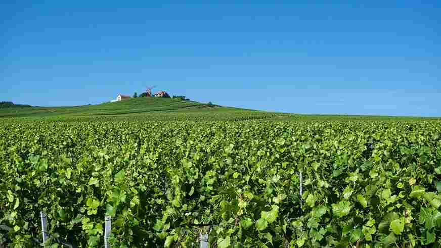 visitar Reims con un guia